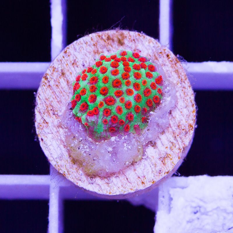 newcoral1659b.jpg