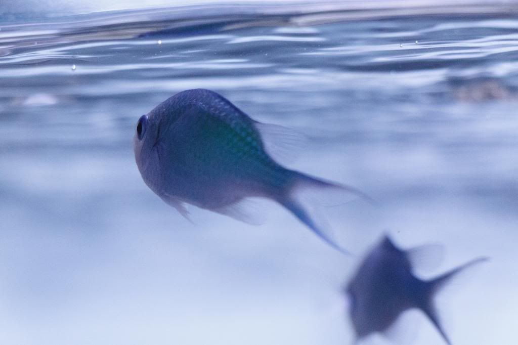 Aquarium-7.jpg