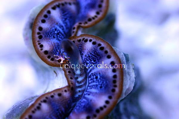 ultra_maxima_clam_macro3a-1.jpg