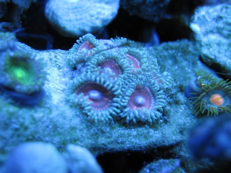 DallasNYC_zoas14.jpg