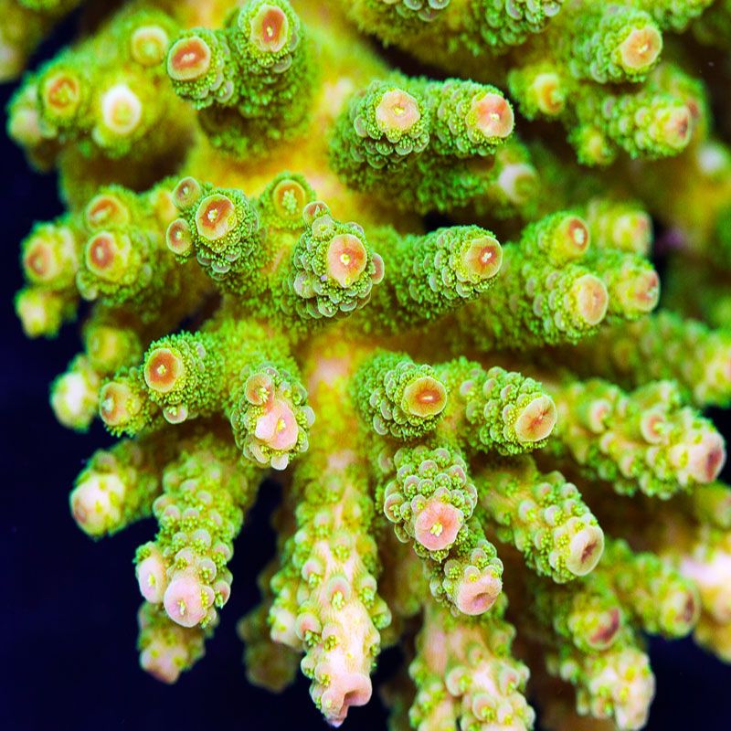 newcoral1586.jpg