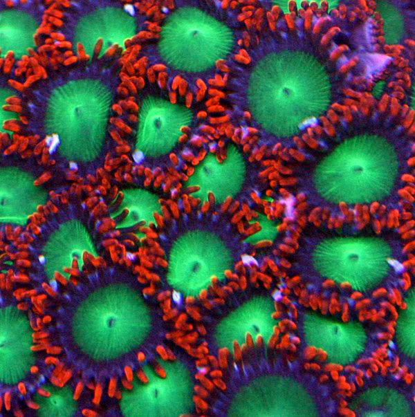 goblinfire_zoas.jpg