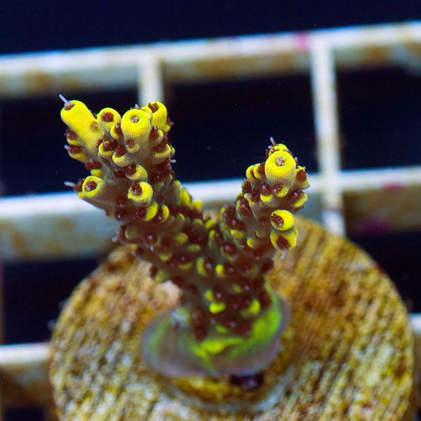 polyp765.jpg~original