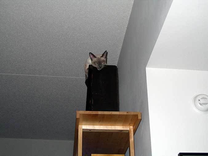 tim_up_high.jpg