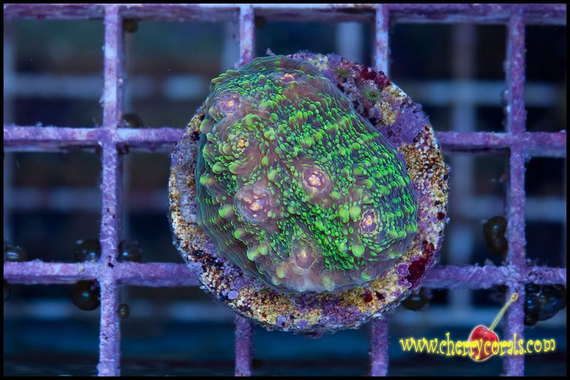 NewCorals100_10-1.jpg
