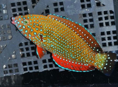 Bluespot_zps188db77f.jpg