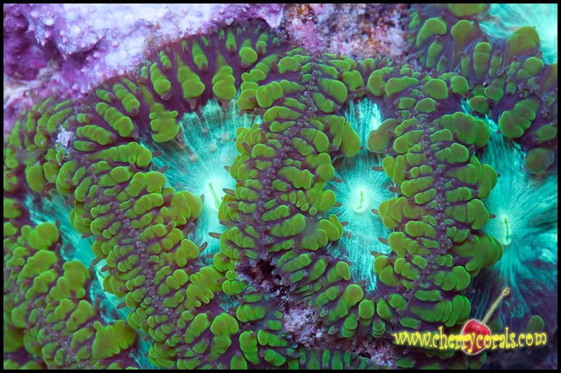 Coral_39.jpg