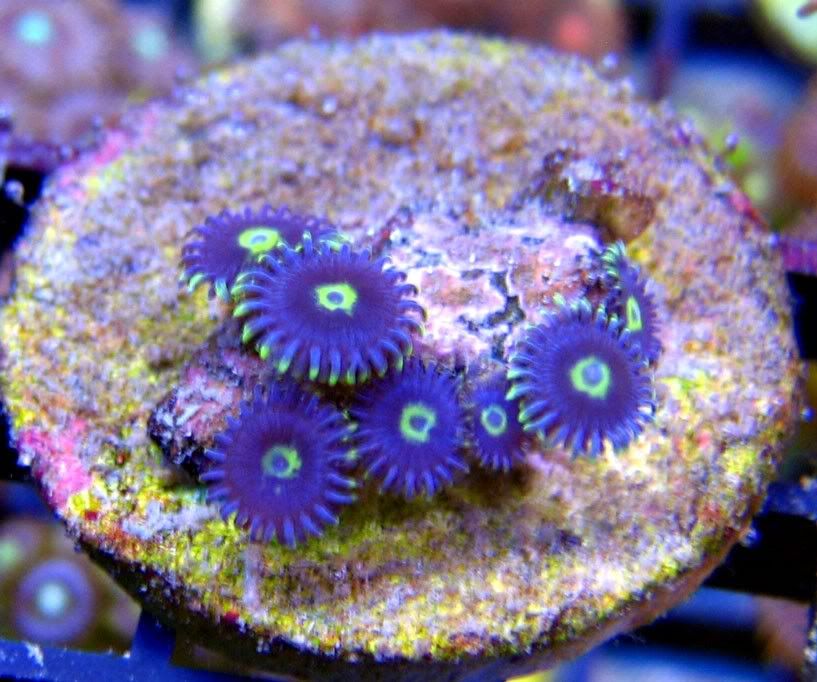 blue-hornets-l.jpg