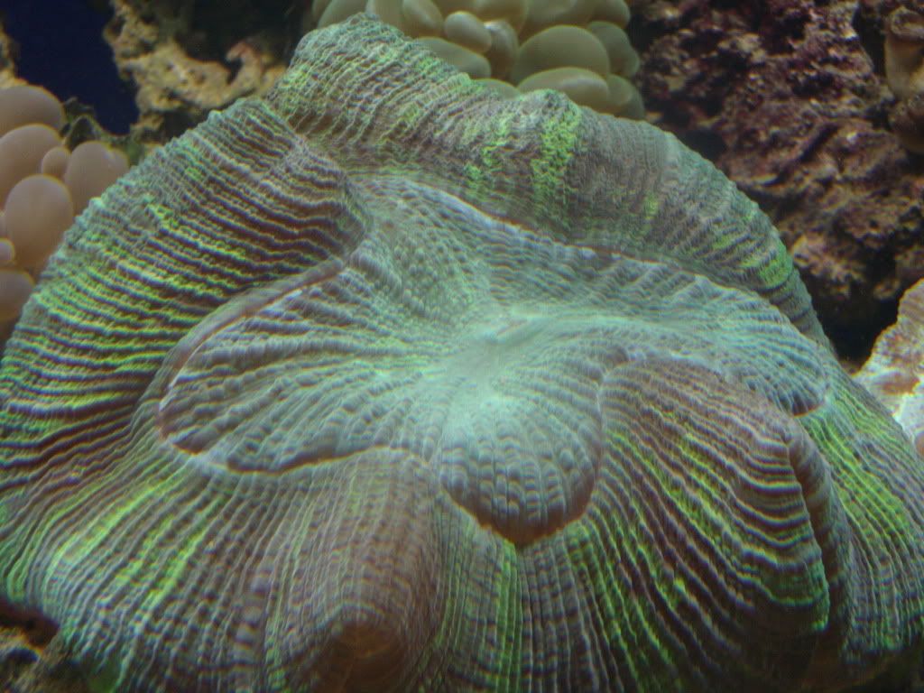jayfish151-1.jpg