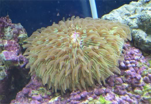 chubbyPink1_7_5_05.jpg