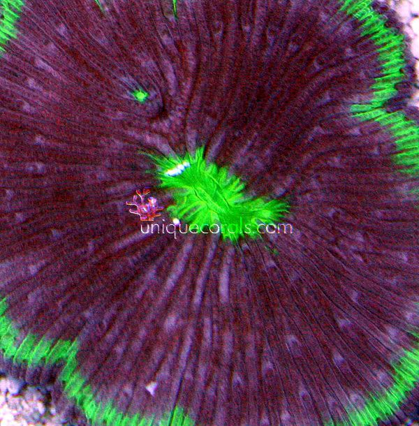 diaseris2_macro-1.jpg
