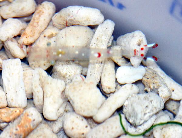 anemone_shrimp3-1.jpg