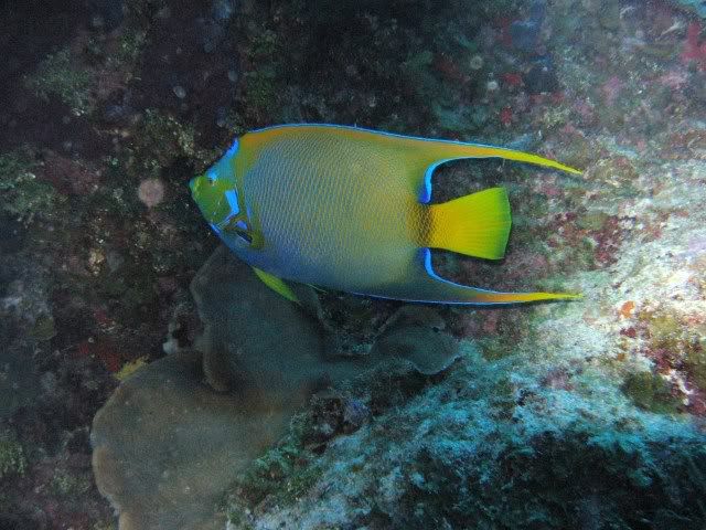 GrandCayman2010Angel.jpg
