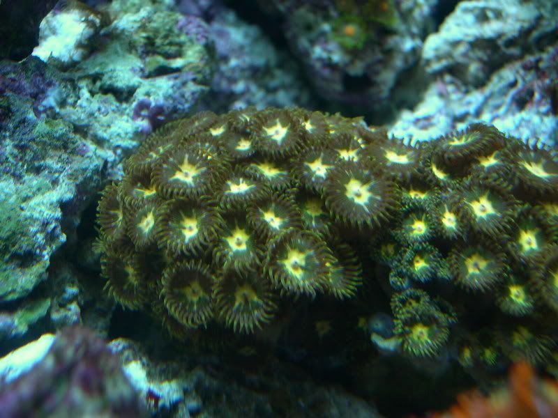 DSCN4252.jpg