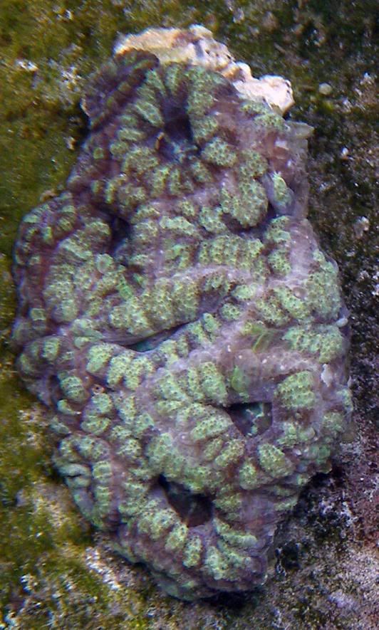 acan-2.jpg