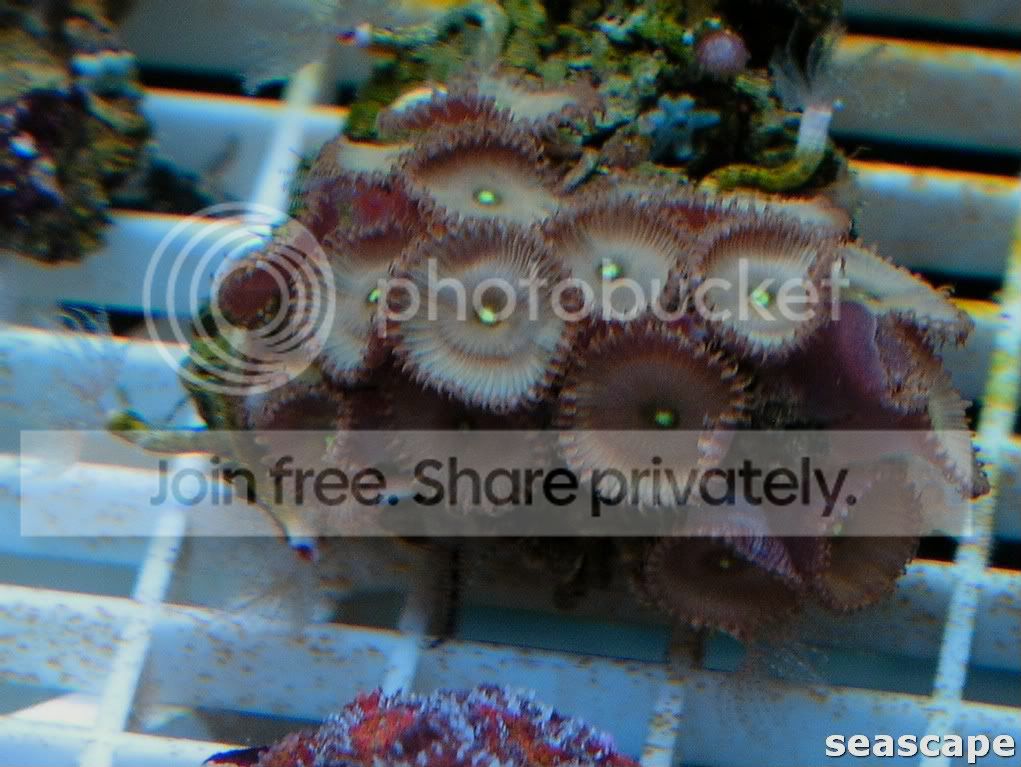 june2409corals187.jpg