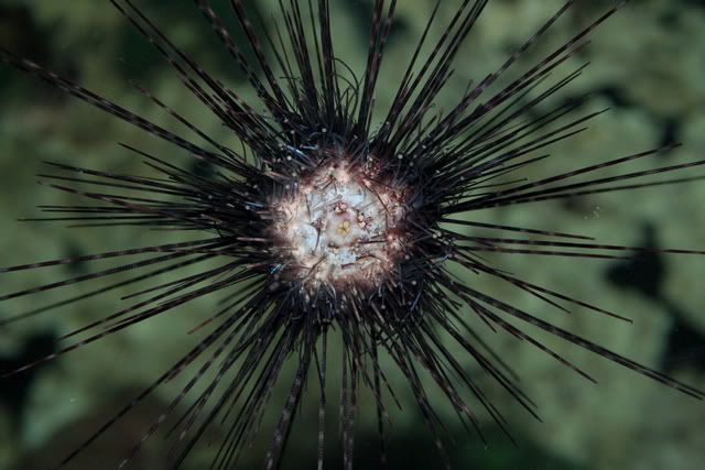 CloseupsSeaUrchin.jpg