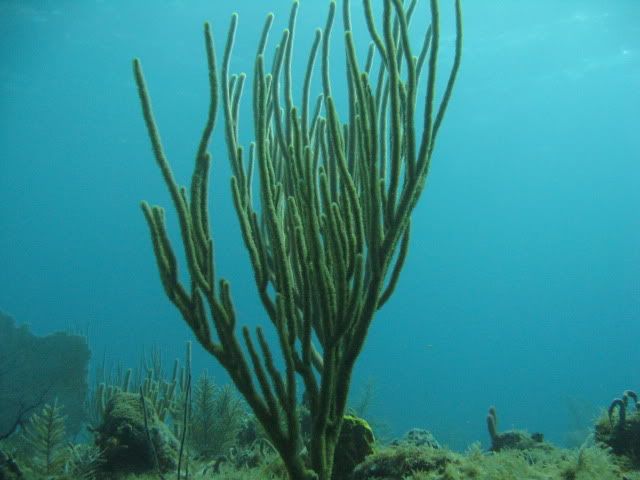 GrandCayman2010126.jpg
