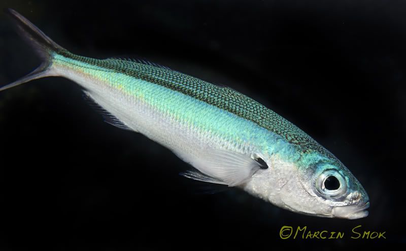 fish.jpg