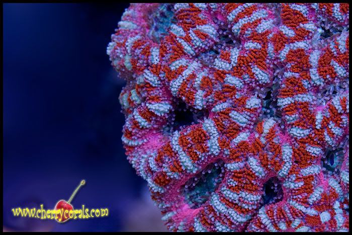 NewCoral_18copy-1.jpg