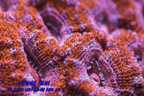 orangeredpinkacans.jpg