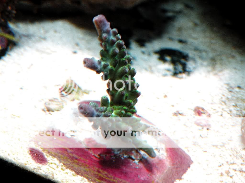 DSCN5487.jpg