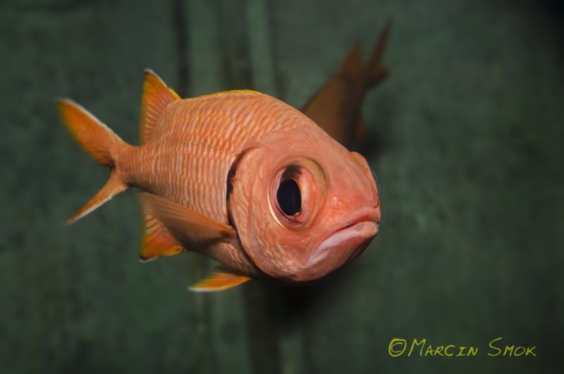 bigeye.jpg