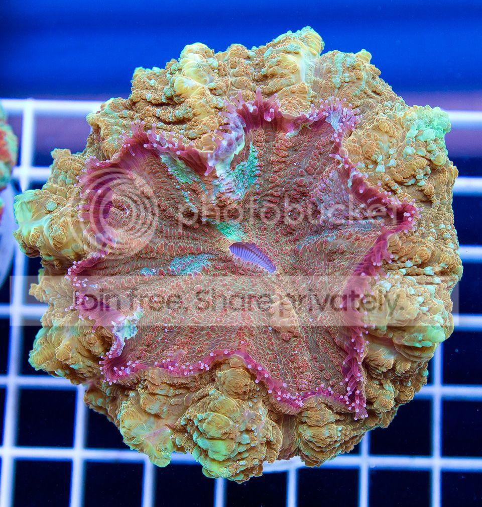 A-new-corals_2.jpg