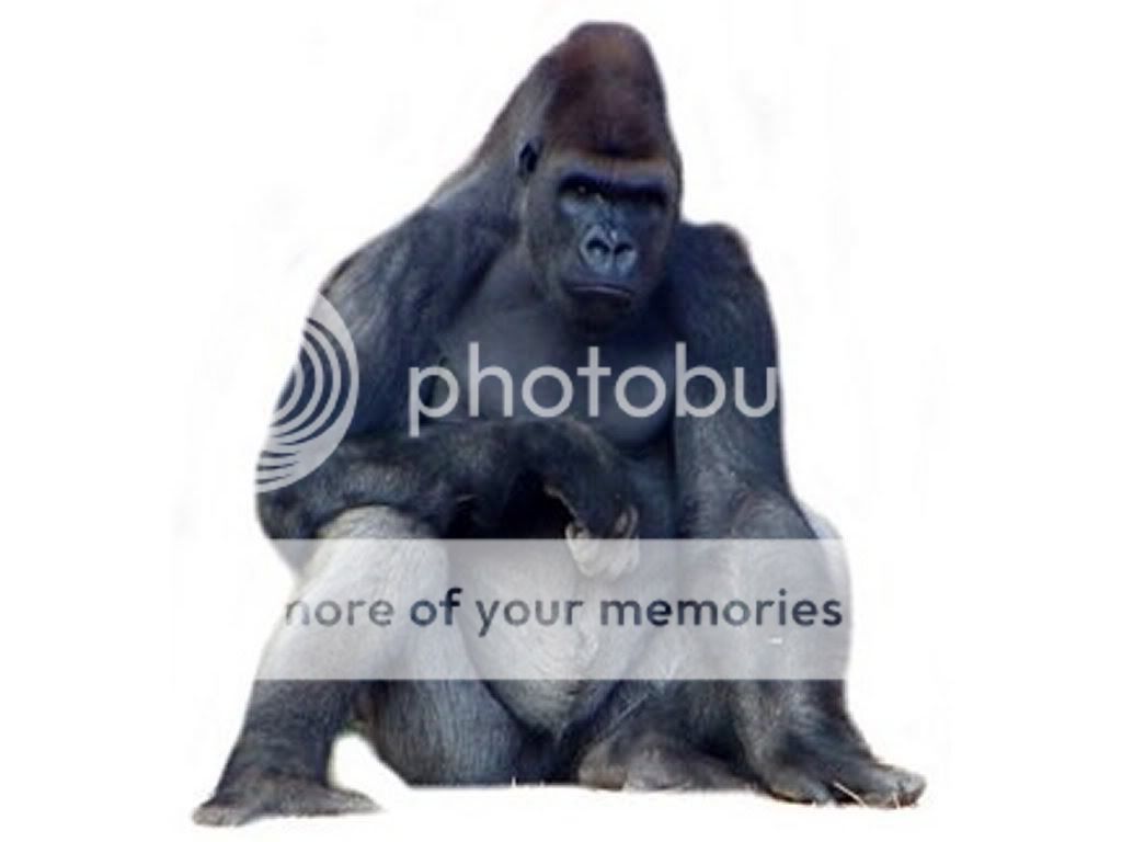 gorilla.jpg