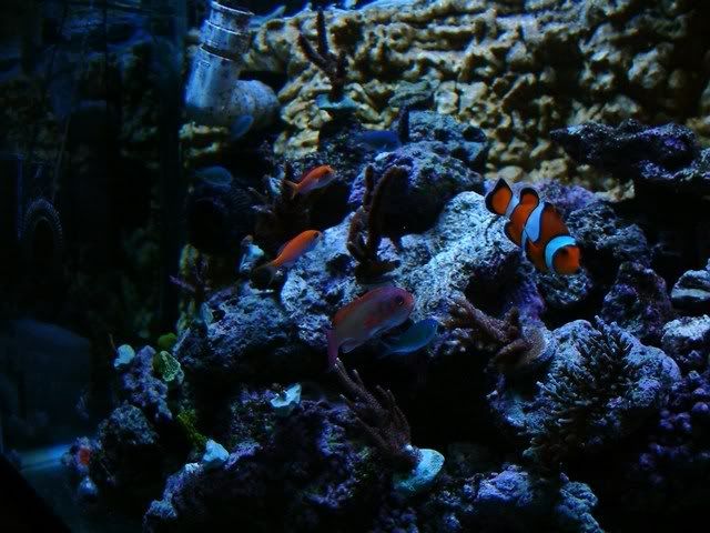 211Fish13.jpg
