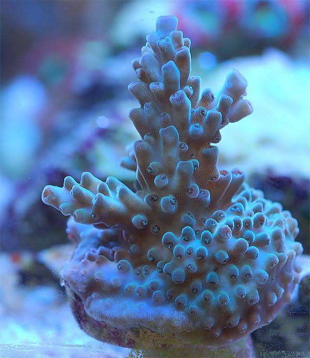sps3wm1.jpg
