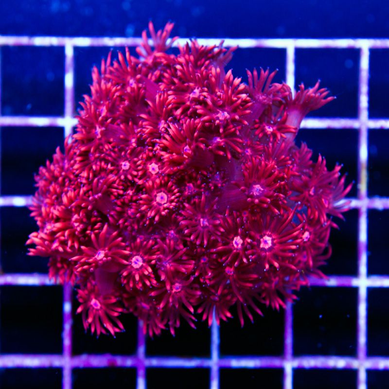 newcoralsc112b.jpg~original