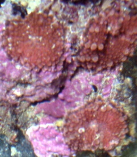 new-cran-rics.jpg