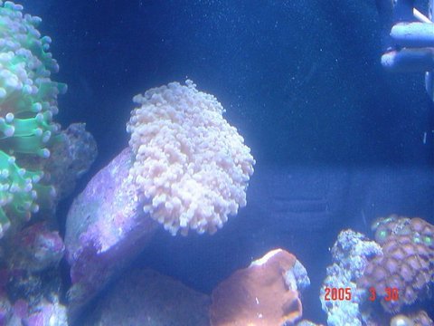 6233130g_white_frogspawn.jpg
