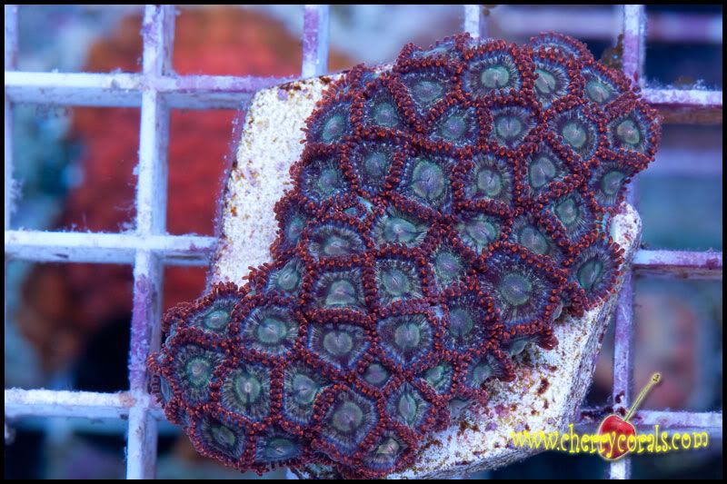 NewCorals-8.jpg
