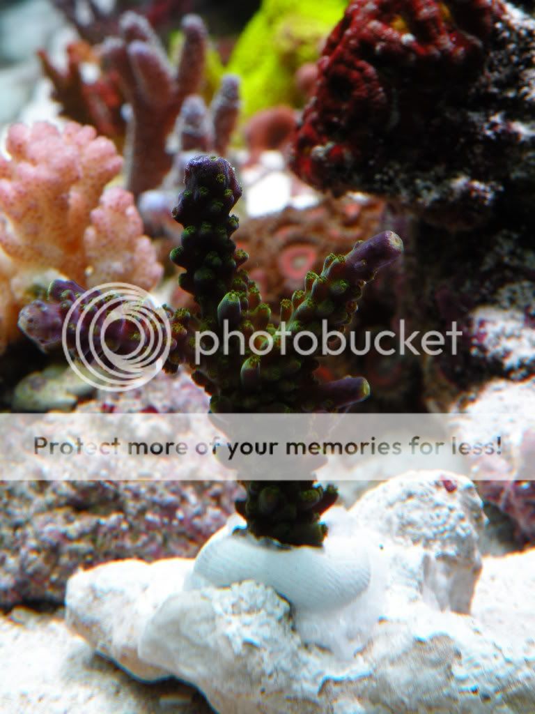 DSCN5273.jpg