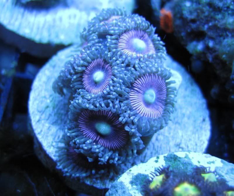 DallasNYC_zoas18.jpg