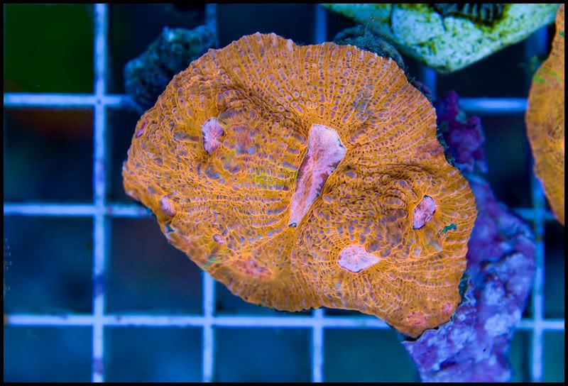 Crazycorals_1.jpg