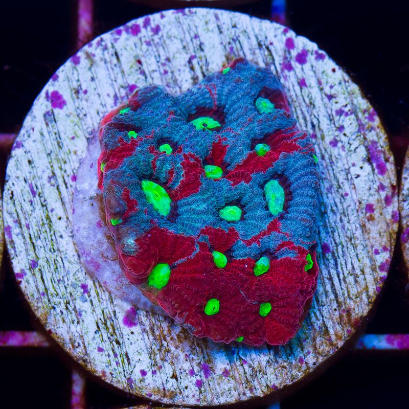 newcoral037b.jpg