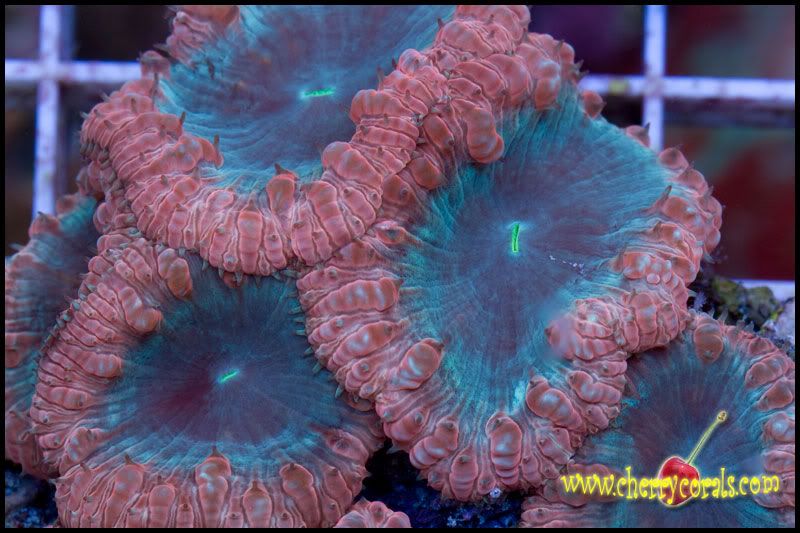 NewCorals_10-1.jpg