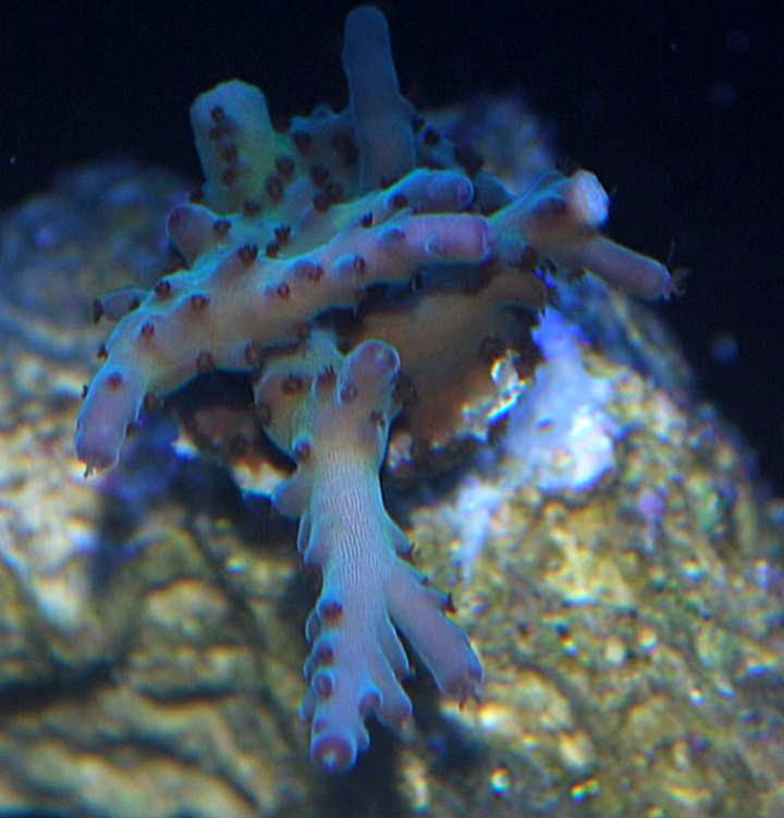 Acro.jpg