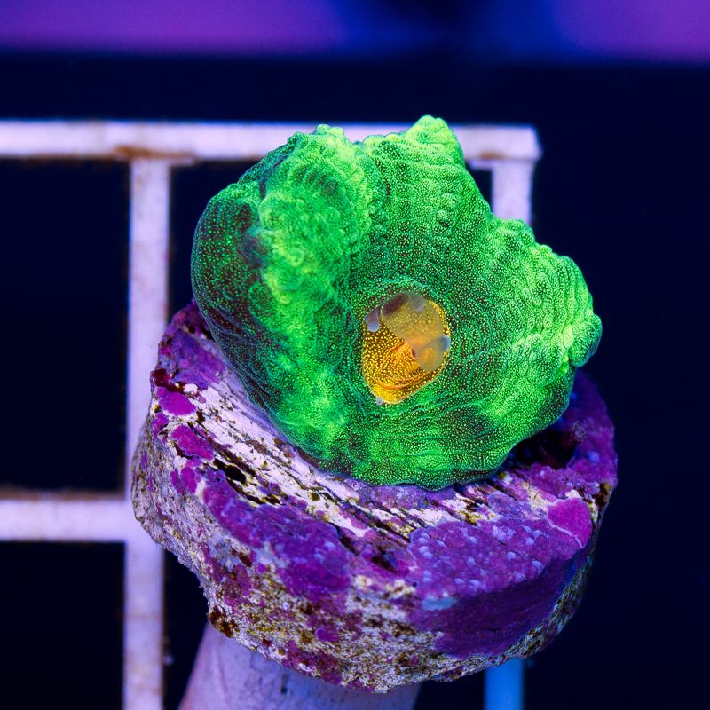 newcoral034b.jpg