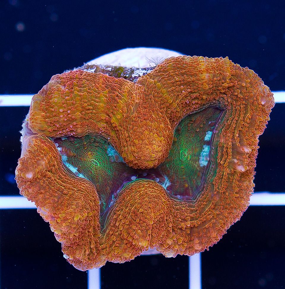 A-new-coral_11-2.jpg