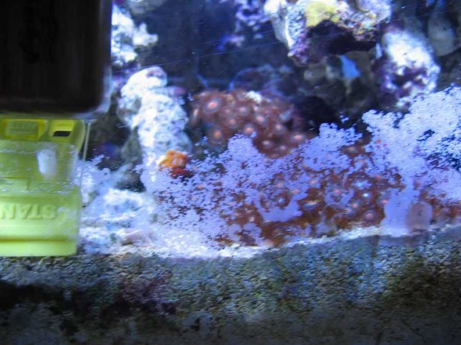 coralineencrusted.jpg