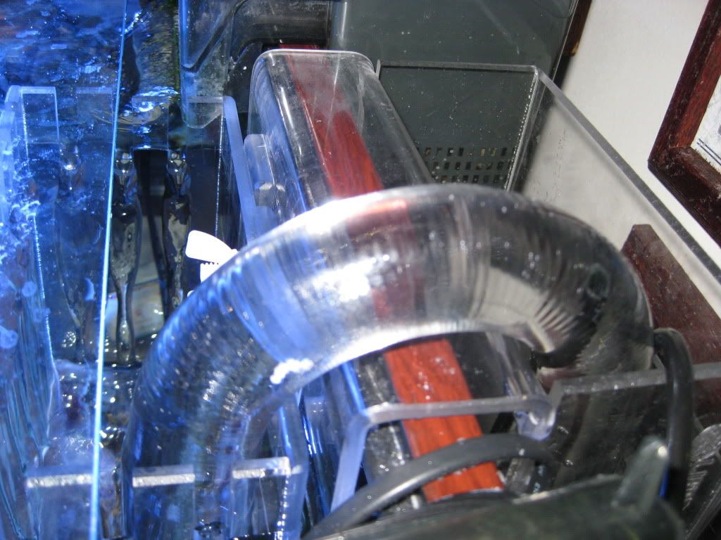 Fish006.jpg