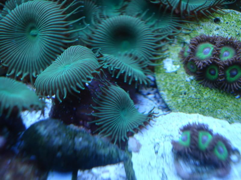 fish4-09093.jpg