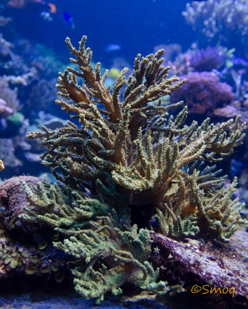 softcoral.jpg