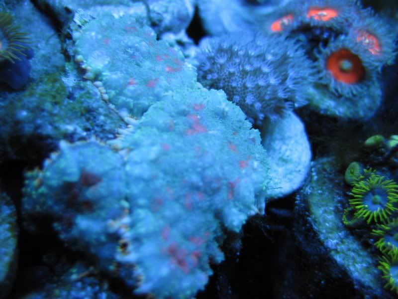 DallasNYC_shrooms9.jpg