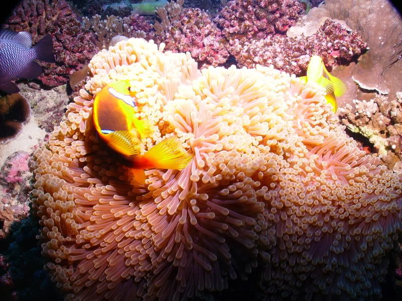 PICT0028.jpg