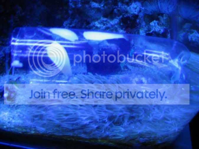 wrongprey.jpg